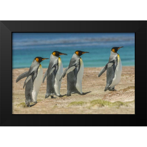 East Falkland King penguins walking Black Modern Wood Framed Art Print by Illg, Cathy and Gordon