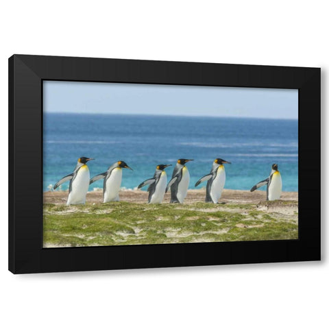 East Falkland King penguins walking Black Modern Wood Framed Art Print by Illg, Cathy and Gordon