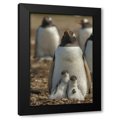East Falkland Gentoo penguin chicks and parent Black Modern Wood Framed Art Print by Illg, Cathy and Gordon