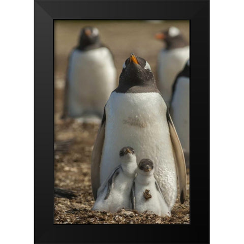 East Falkland Gentoo penguin chicks and parent Black Modern Wood Framed Art Print by Illg, Cathy and Gordon