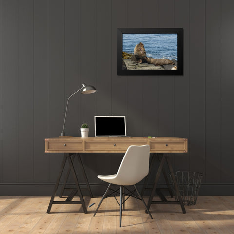 Bleaker Island Southern sea lions near water Black Modern Wood Framed Art Print by Illg, Cathy and Gordon