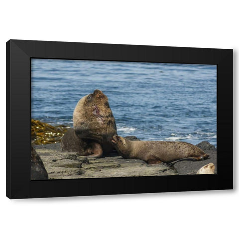 Bleaker Island Southern sea lions near water Black Modern Wood Framed Art Print by Illg, Cathy and Gordon