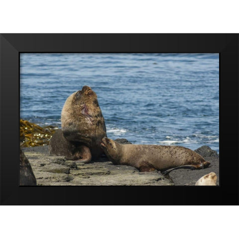 Bleaker Island Southern sea lions near water Black Modern Wood Framed Art Print by Illg, Cathy and Gordon