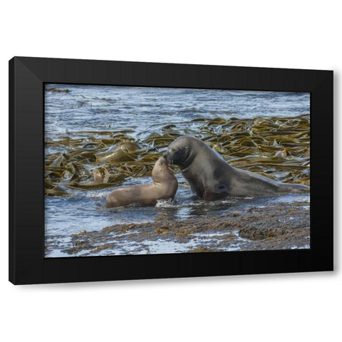 Bleaker Island Southern sea lions near water Black Modern Wood Framed Art Print by Illg, Cathy and Gordon