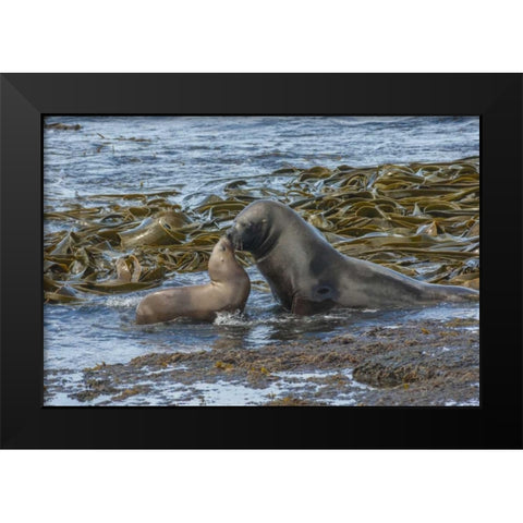 Bleaker Island Southern sea lions near water Black Modern Wood Framed Art Print by Illg, Cathy and Gordon