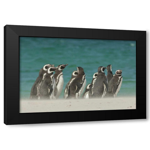Bleaker Island Gentoo penguins on the beach Black Modern Wood Framed Art Print by Illg, Cathy and Gordon