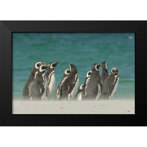 Bleaker Island Gentoo penguins on the beach Black Modern Wood Framed Art Print by Illg, Cathy and Gordon