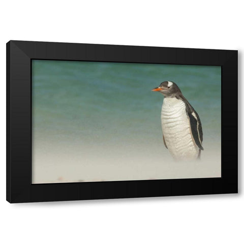 Bleaker Island Gentoo penguin on the beach Black Modern Wood Framed Art Print by Illg, Cathy and Gordon