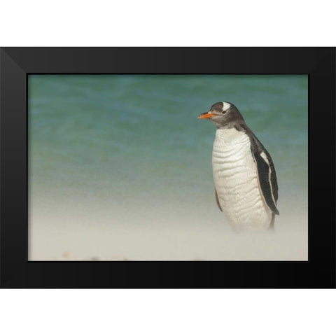 Bleaker Island Gentoo penguin on the beach Black Modern Wood Framed Art Print by Illg, Cathy and Gordon