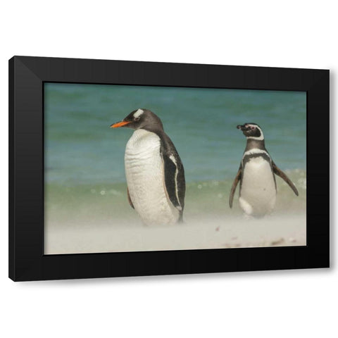 Bleaker Island Gentoo penguins on the beach Black Modern Wood Framed Art Print with Double Matting by Illg, Cathy and Gordon
