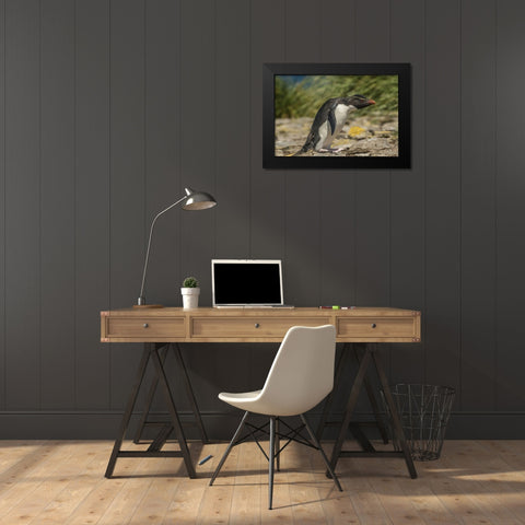 Falkland Islands, Bleaker Is Rockhopper penguin Black Modern Wood Framed Art Print by Illg, Cathy and Gordon
