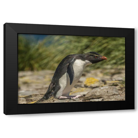 Falkland Islands, Bleaker Is Rockhopper penguin Black Modern Wood Framed Art Print by Illg, Cathy and Gordon
