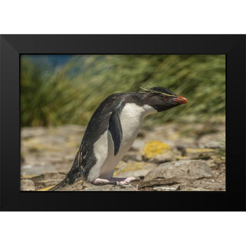 Falkland Islands, Bleaker Is Rockhopper penguin Black Modern Wood Framed Art Print by Illg, Cathy and Gordon