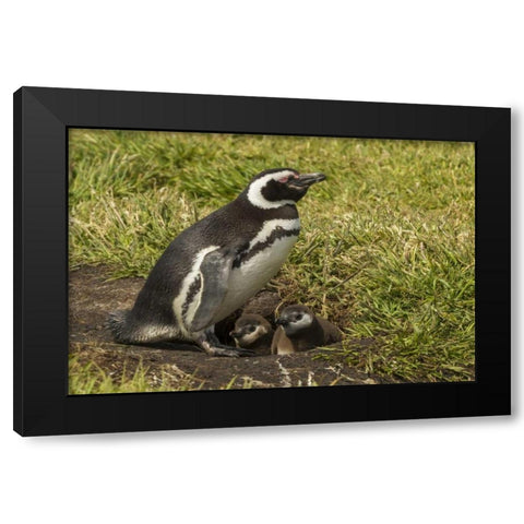 Sea Lion Island Magellanic penguin and chicks Black Modern Wood Framed Art Print by Illg, Cathy and Gordon