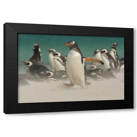 Bleaker Island Gentoo penguins and blowing sand Black Modern Wood Framed Art Print by Illg, Cathy and Gordon