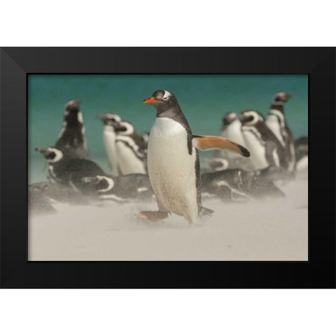Bleaker Island Gentoo penguins and blowing sand Black Modern Wood Framed Art Print by Illg, Cathy and Gordon