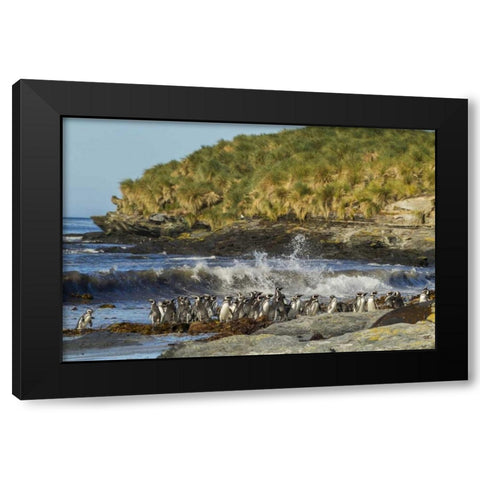 Sea Lion Island Magellanic penguins and surf Black Modern Wood Framed Art Print with Double Matting by Illg, Cathy and Gordon