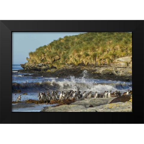 Sea Lion Island Magellanic penguins and surf Black Modern Wood Framed Art Print by Illg, Cathy and Gordon
