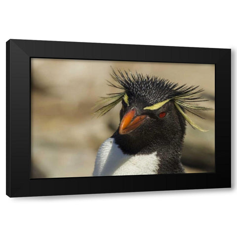 Saunders Island Rockhopper penguin portrait Black Modern Wood Framed Art Print with Double Matting by Illg, Cathy and Gordon