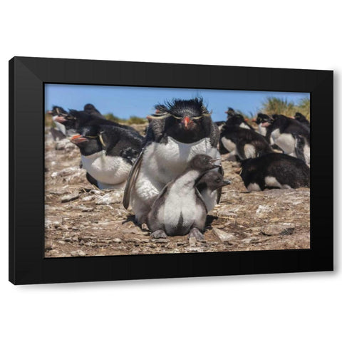 Bleaker Island Rockhopper penguin and chicks Black Modern Wood Framed Art Print by Illg, Cathy and Gordon