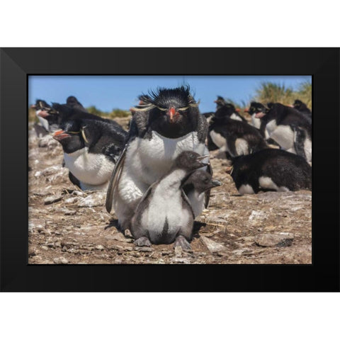 Bleaker Island Rockhopper penguin and chicks Black Modern Wood Framed Art Print by Illg, Cathy and Gordon