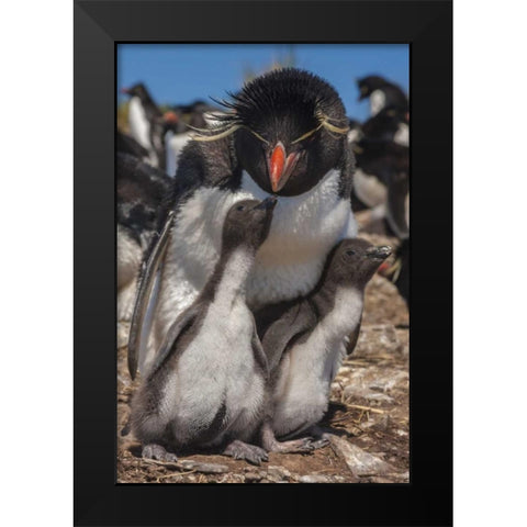 Bleaker Island Rockhopper penguin and chicks Black Modern Wood Framed Art Print by Illg, Cathy and Gordon