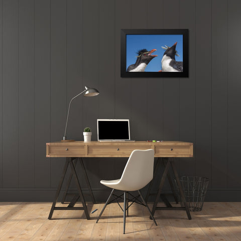Bleaker Island Rockhopper penguins greeting Black Modern Wood Framed Art Print by Illg, Cathy and Gordon