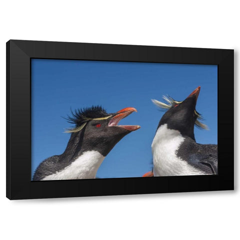 Bleaker Island Rockhopper penguins greeting Black Modern Wood Framed Art Print by Illg, Cathy and Gordon