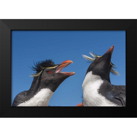 Bleaker Island Rockhopper penguins greeting Black Modern Wood Framed Art Print by Illg, Cathy and Gordon