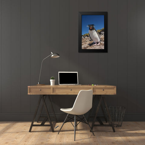 Falkland Islands, Bleaker Is Rockhopper penguin Black Modern Wood Framed Art Print by Illg, Cathy and Gordon
