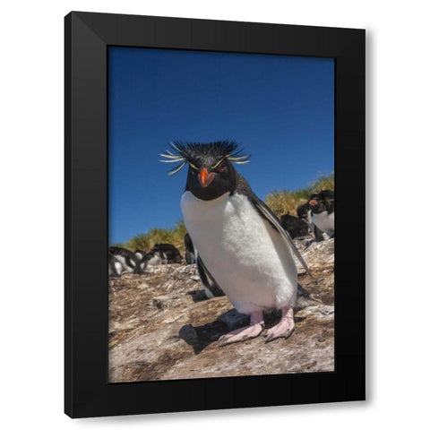 Falkland Islands, Bleaker Is Rockhopper penguin Black Modern Wood Framed Art Print by Illg, Cathy and Gordon