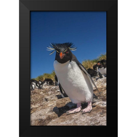 Falkland Islands, Bleaker Is Rockhopper penguin Black Modern Wood Framed Art Print by Illg, Cathy and Gordon