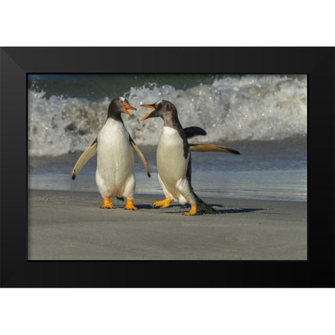 Sea Lion Island Gentoo penguins arguing on beach Black Modern Wood Framed Art Print by Illg, Cathy and Gordon