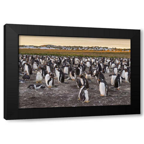 Sea Lion Island Gentoo penguins colony Black Modern Wood Framed Art Print by Illg, Cathy and Gordon