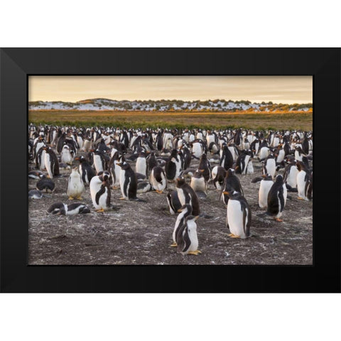 Sea Lion Island Gentoo penguins colony Black Modern Wood Framed Art Print by Illg, Cathy and Gordon