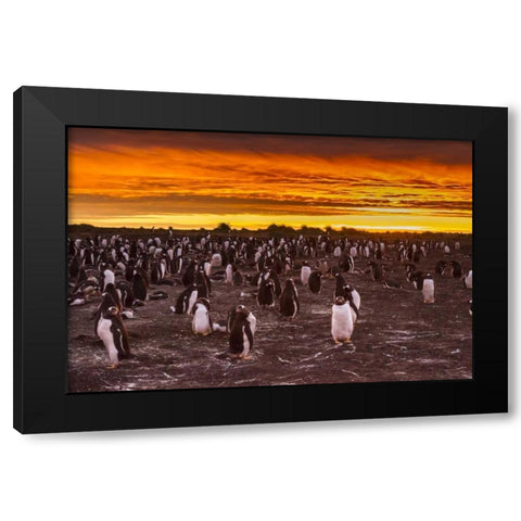Sea Lion Island Gentoo penguins colony at sunset Black Modern Wood Framed Art Print by Illg, Cathy and Gordon