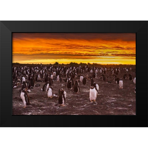 Sea Lion Island Gentoo penguins colony at sunset Black Modern Wood Framed Art Print by Illg, Cathy and Gordon