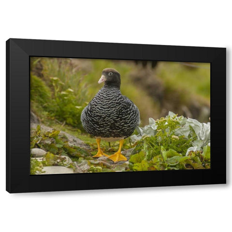 Falkland Islands, Carcass Island Kelp goose Black Modern Wood Framed Art Print by Illg, Cathy and Gordon