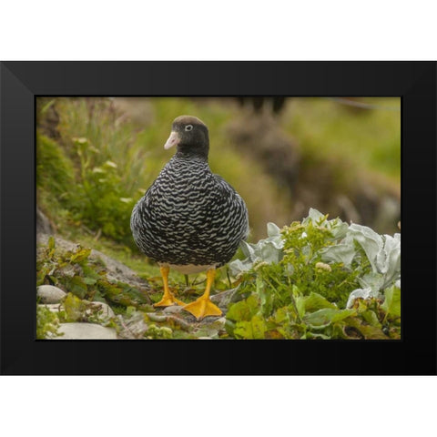 Falkland Islands, Carcass Island Kelp goose Black Modern Wood Framed Art Print by Illg, Cathy and Gordon