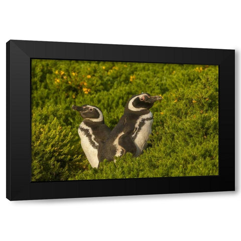 Carcass Island Magellanic penguins Black Modern Wood Framed Art Print by Illg, Cathy and Gordon