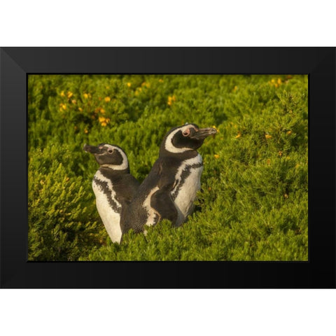 Carcass Island Magellanic penguins Black Modern Wood Framed Art Print by Illg, Cathy and Gordon