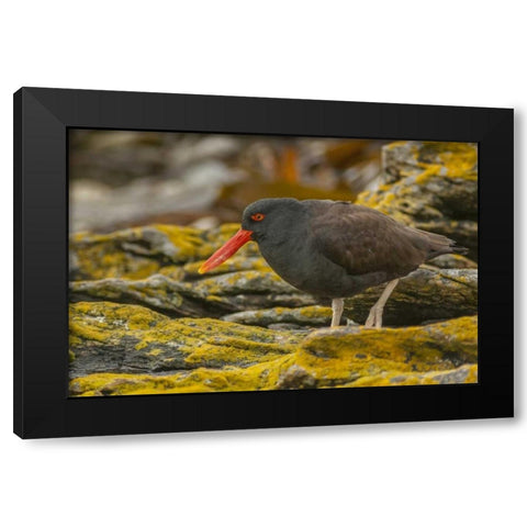 Carcass Island Blackish oystercatcher Black Modern Wood Framed Art Print by Illg, Cathy and Gordon