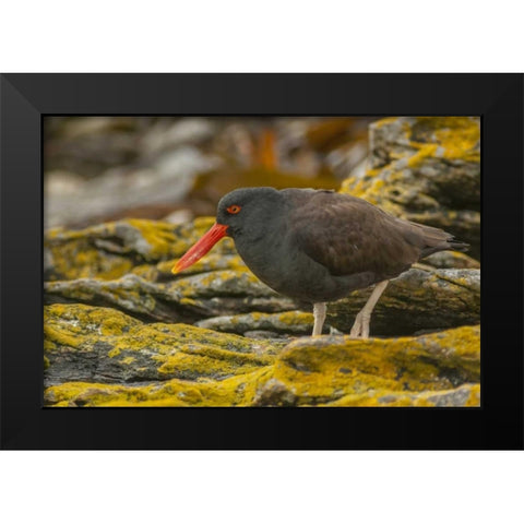 Carcass Island Blackish oystercatcher Black Modern Wood Framed Art Print by Illg, Cathy and Gordon