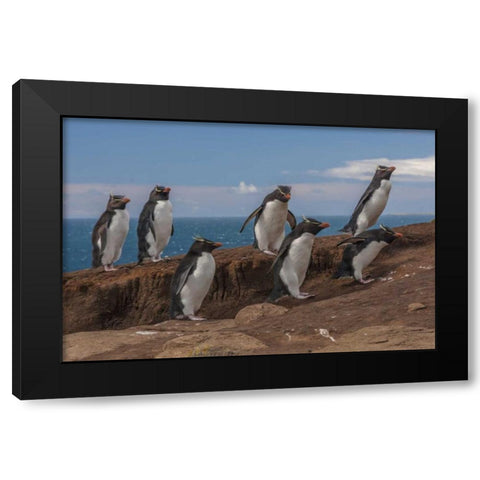 Saunders Island Group of rockhopper penguins Black Modern Wood Framed Art Print by Illg, Cathy and Gordon