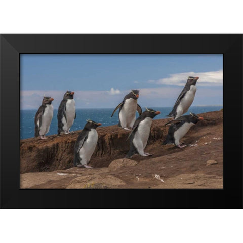 Saunders Island Group of rockhopper penguins Black Modern Wood Framed Art Print by Illg, Cathy and Gordon