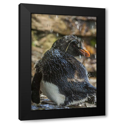 Saunders Island Rockhopper penguin bathing Black Modern Wood Framed Art Print by Illg, Cathy and Gordon