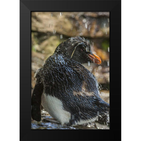 Saunders Island Rockhopper penguin bathing Black Modern Wood Framed Art Print by Illg, Cathy and Gordon