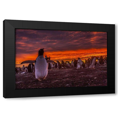 Sea Lion Island Gentoo penguin colony at sunset Black Modern Wood Framed Art Print by Illg, Cathy and Gordon