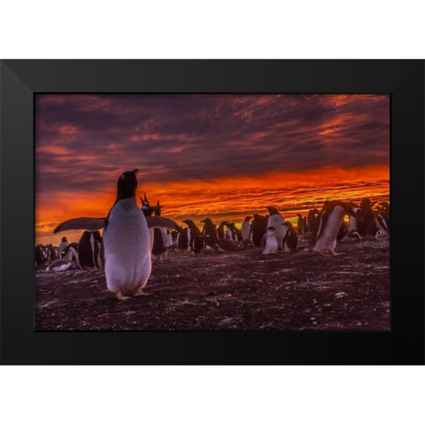 Sea Lion Island Gentoo penguin colony at sunset Black Modern Wood Framed Art Print by Illg, Cathy and Gordon