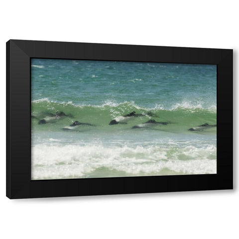 Saunders Island Commersons dolphins swimming Black Modern Wood Framed Art Print by Illg, Cathy and Gordon